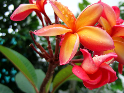 dscf5887.JPG