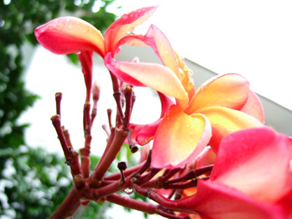 dscf5889.JPG
