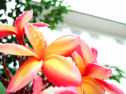 dscf5890.JPG