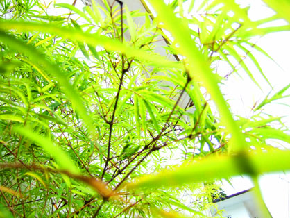 dscf5900.JPG