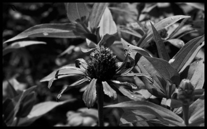 dsc_0117_bw dsc_0117_bw