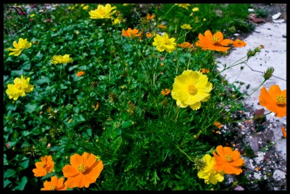 dsc_0119 dsc_0119
