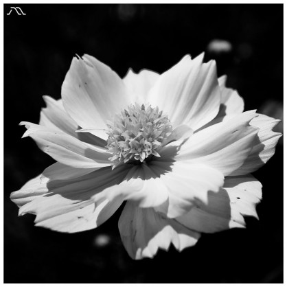 dsc_0121 dsc_0121
