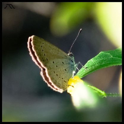 Idle Butterfly