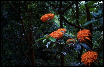 dsc_0525 dsc_0525