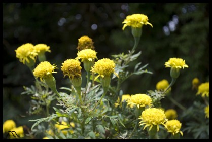 DSC_2156 DSC_2156