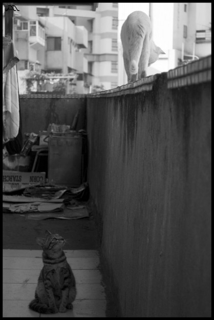 DSC_1146